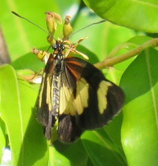 Acraea cabira