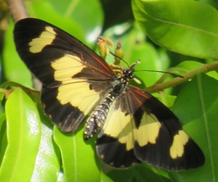 Acraea cabira