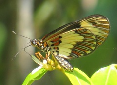 Acraea cabira