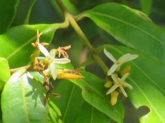 Landolphia kirkii