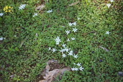 Ornithogalum collinum