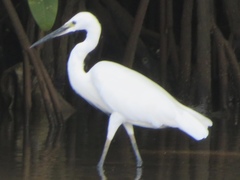 Egretta garzetta