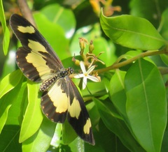 Landolphia kirkii