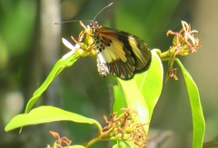 Landolphia kirkii