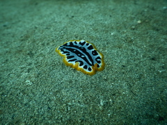 Pseudoceros scriptus