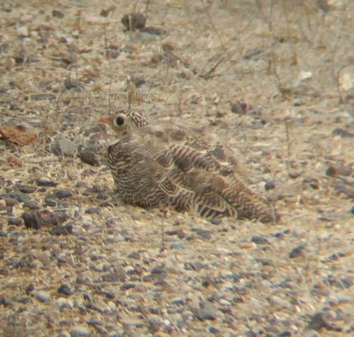 Painted Sandgrouse (Pterocles indicus), photo 5