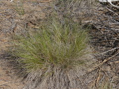 Festuca idahoensis