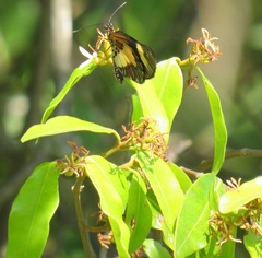 Landolphia kirkii