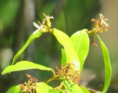 Landolphia kirkii