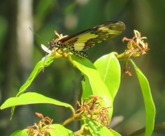 Landolphia kirkii