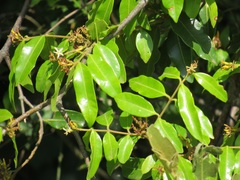 Landolphia kirkii
