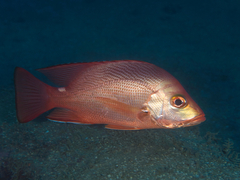 Timor Snapper photo 1