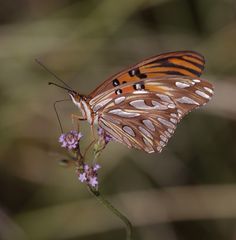 Dione vanillae maculosa