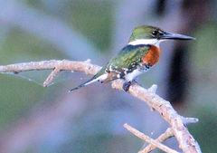 Chloroceryle americana