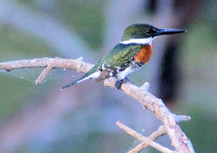 Chloroceryle americana