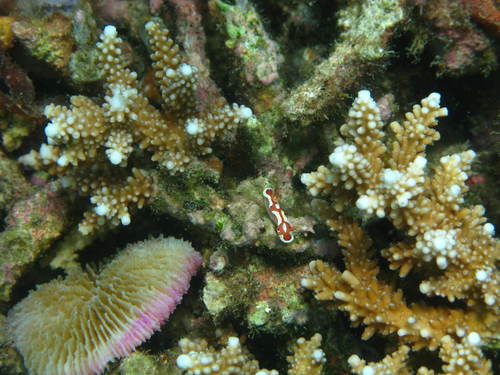 Mexichromis pusilla