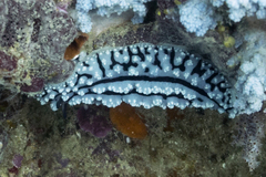 Phyllidiopsis gemmata