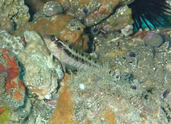 Alloclinus holderi