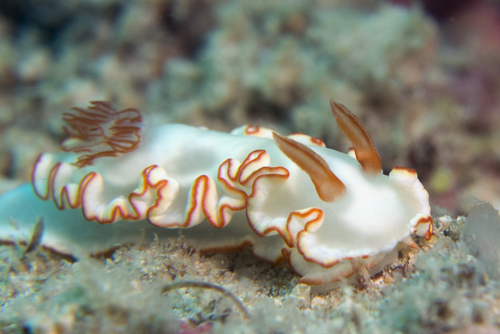 Ardeadoris symmetrica
