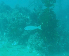 Caulolatilus princeps