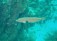 Halichoeres semicinctus