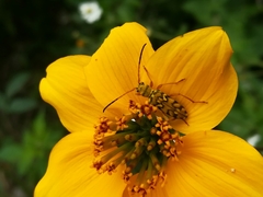 Ochraethes pollinosus