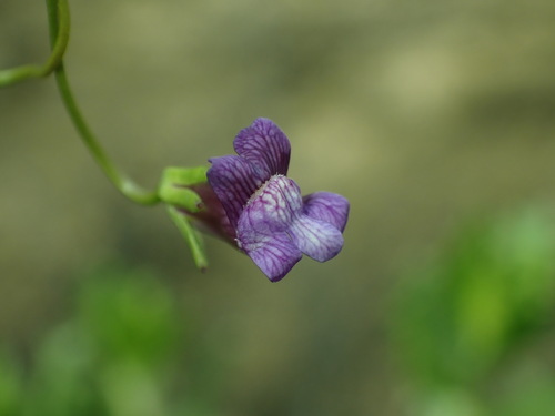 Image of Neogaerrhinum strictum by (c) Cricket Raspet, some rights reserved (CC BY)