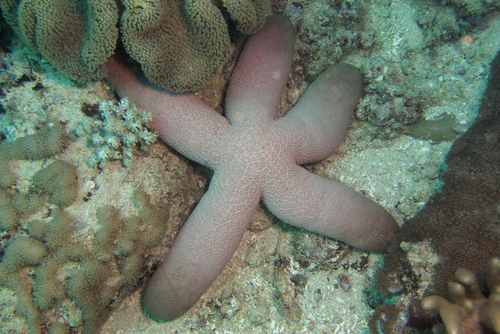 Thromidia seychellesensis