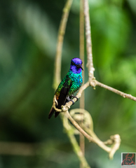 Chrysuronia oenone