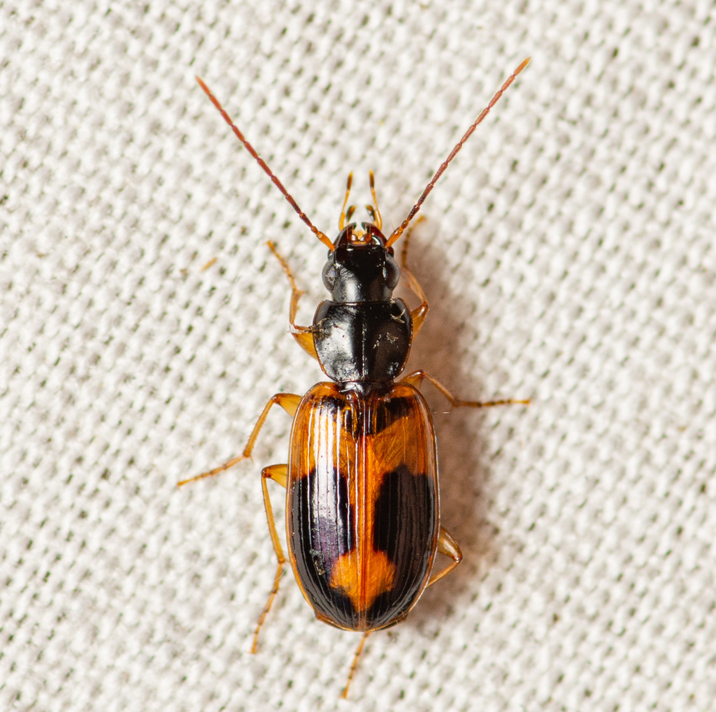 Badister elegans