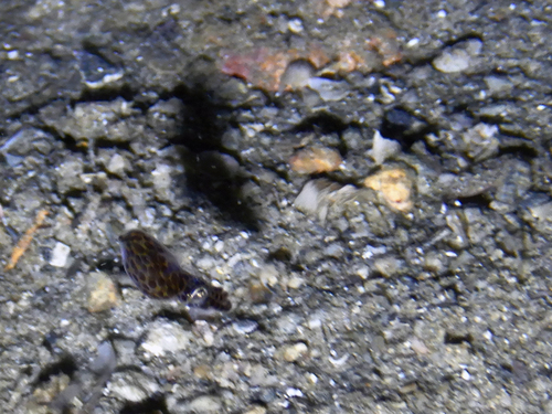 Idiosepius minimus