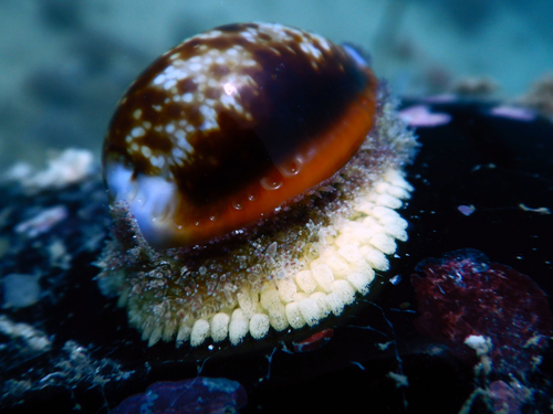 Honey Cowry
