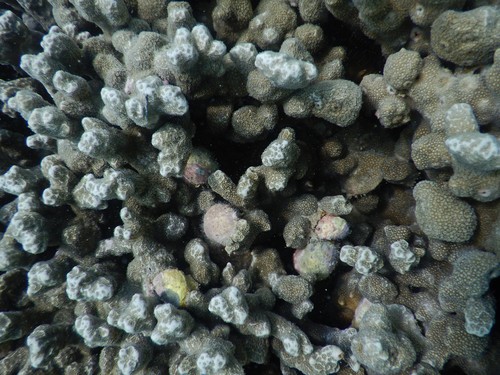Coralliophila violacea