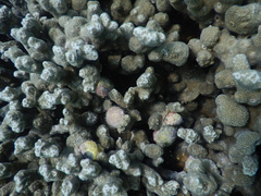 Coralliophila violacea image