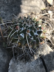 Mammillaria compressa compressa
