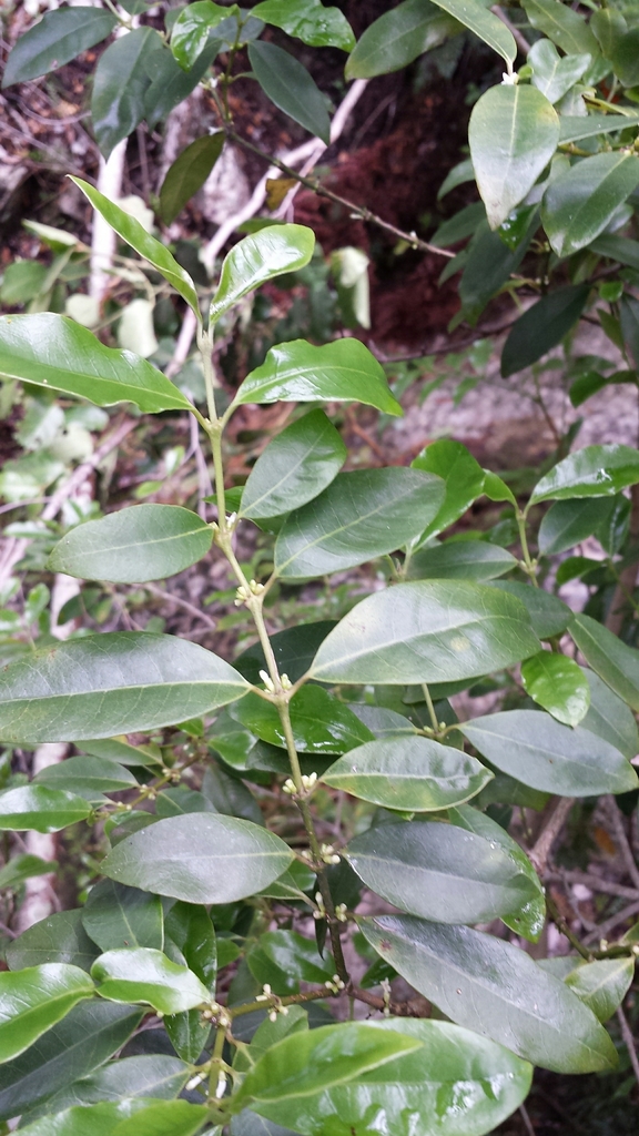 Saldinia