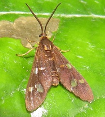 Pseudonaclia puella