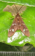 Pseudonaclia puella