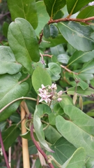 Cynanchum andringitrense