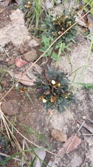 Biophytum umbraculum