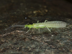 Chloroperlinae