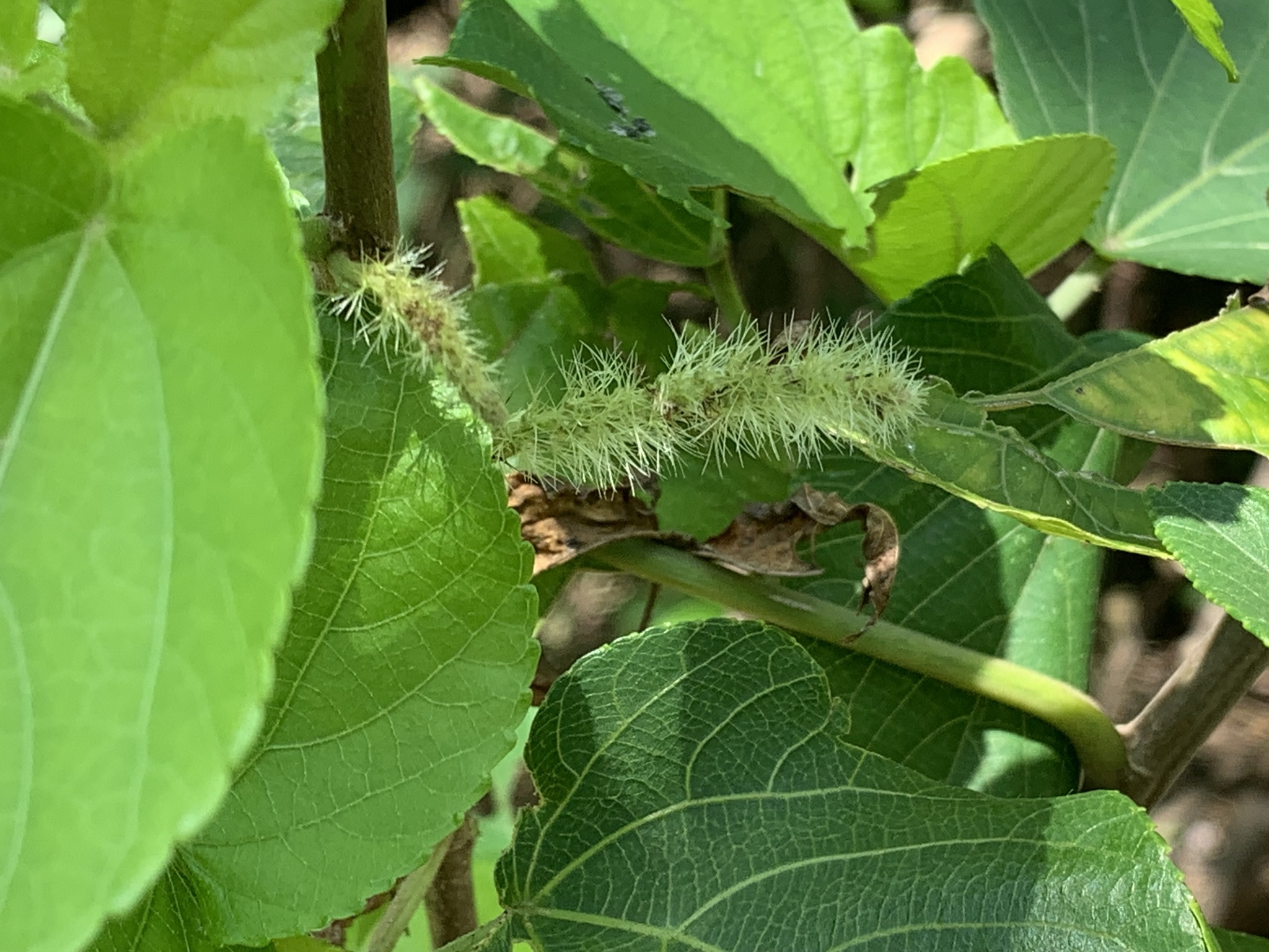 Acalypha angatensis Blanco