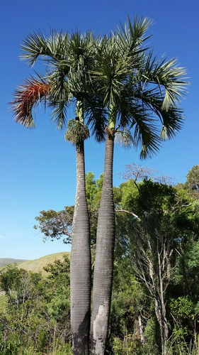 Manambe palm
