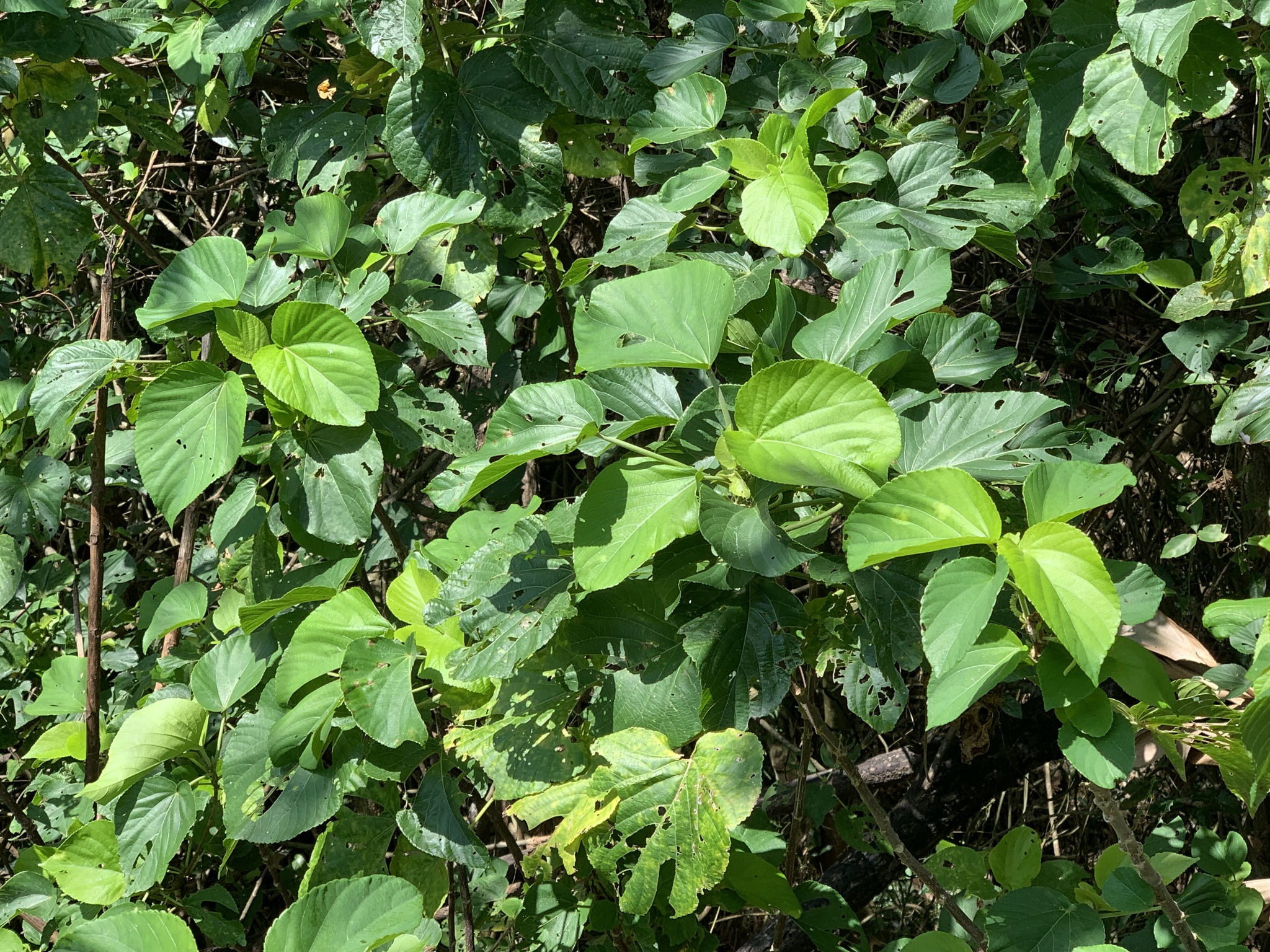 Acalypha angatensis Blanco 2