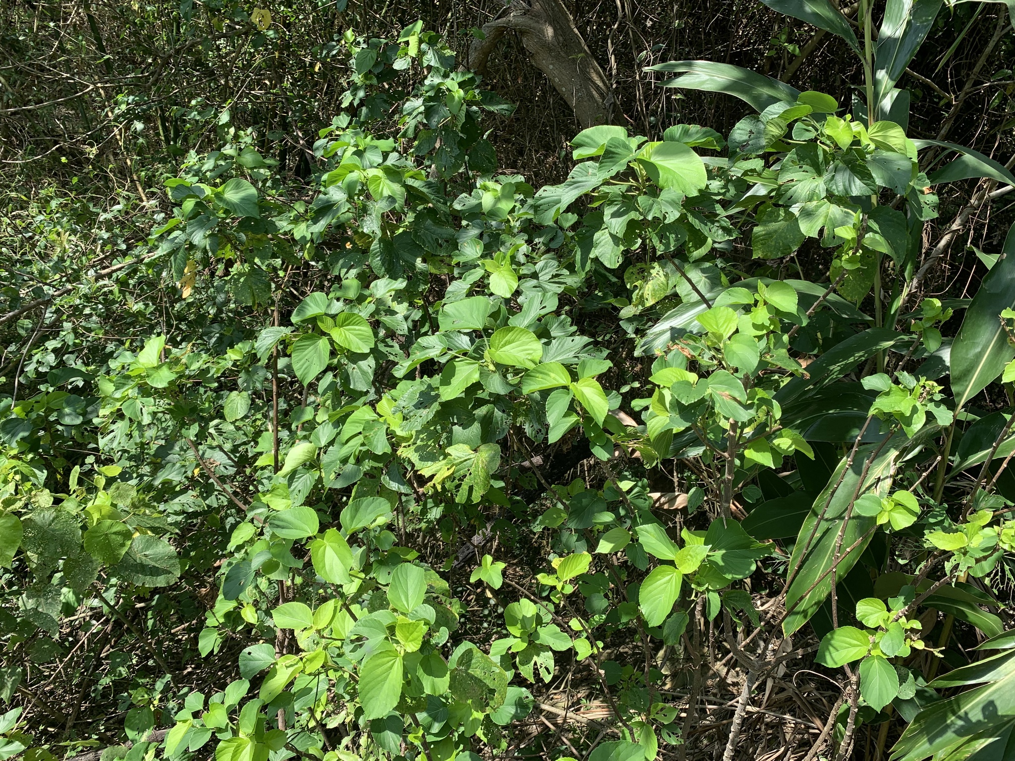 Acalypha angatensis Blanco 3