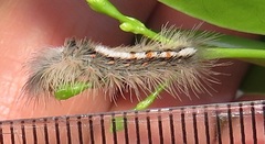 Euproctis punctifera