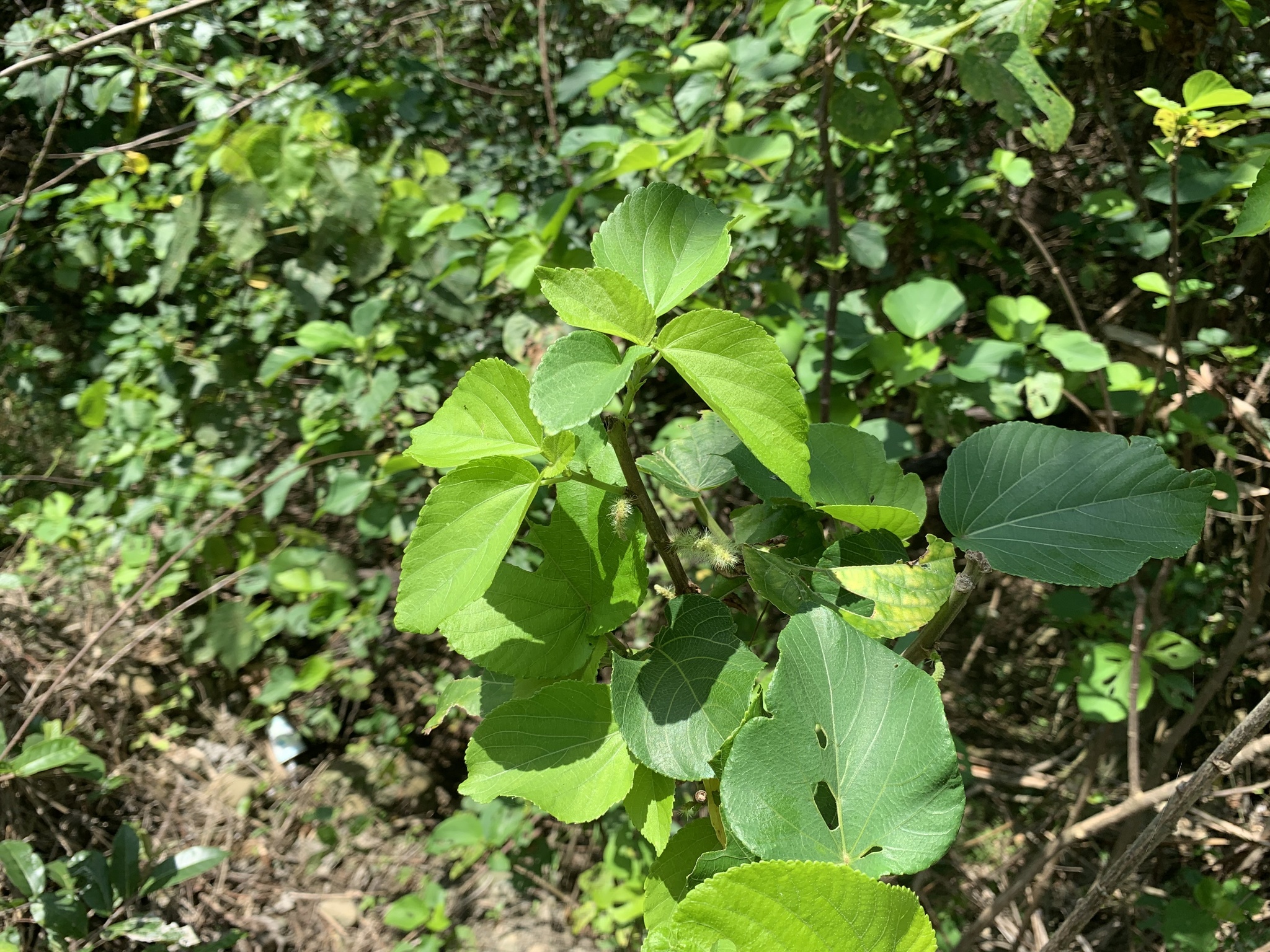 Acalypha angatensis Blanco 4