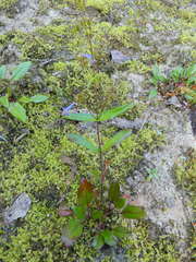 Penstemon albertinus