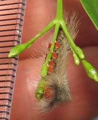 Euproctis punctifera