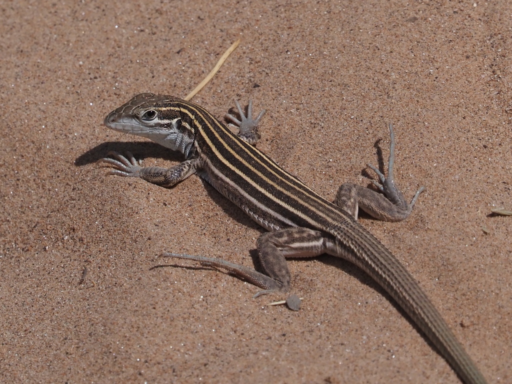 Plateau Striped Whiptail From Yavapai County, AZ, USA On May 16, 2023 ...